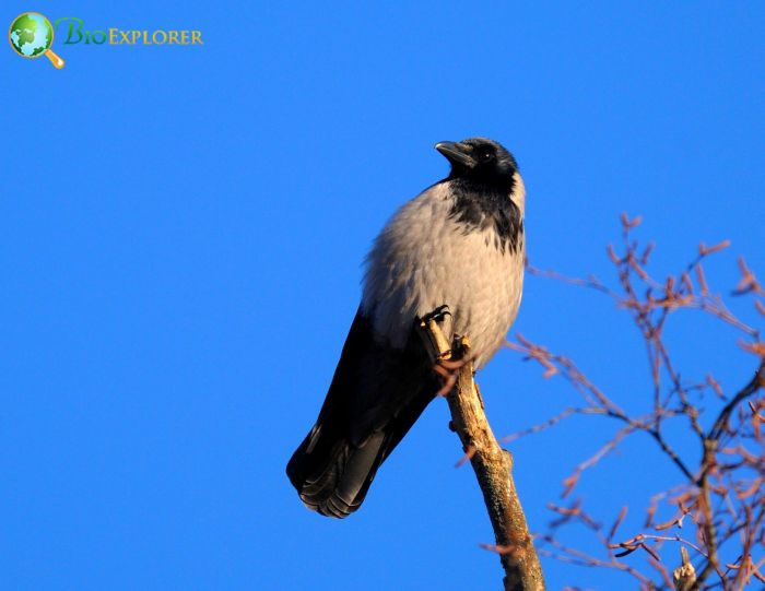 are hooded crows endangered? are hooded crows endangered?