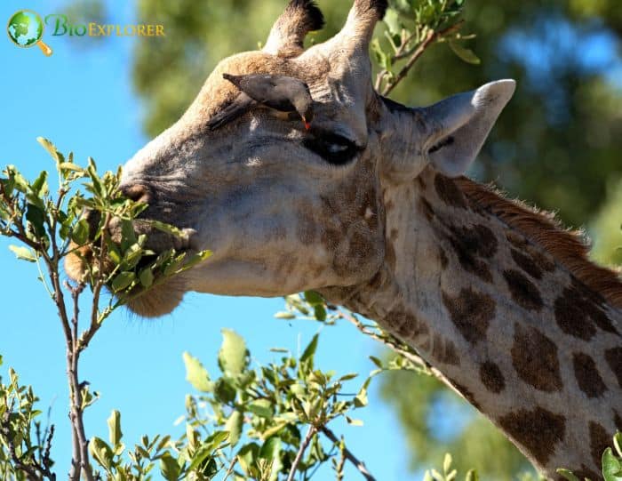 are oxpeckers parasitic or mutualistic?? are oxpeckers parasitic or mutualistic?