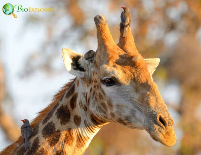 are red-billed oxpeckers carnivores? are red-billed oxpeckers carnivores?