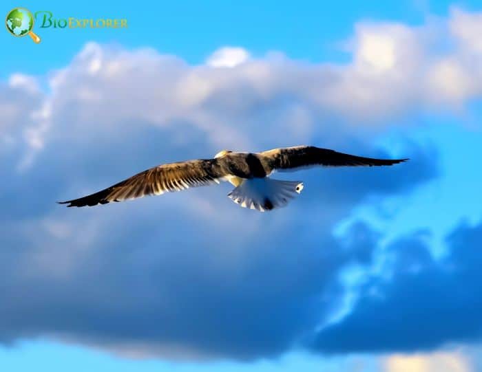 are sooty terns endangered? are sooty terns endangered?