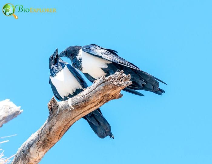 are there pied crows in the uk? are there pied crows in the uk?
