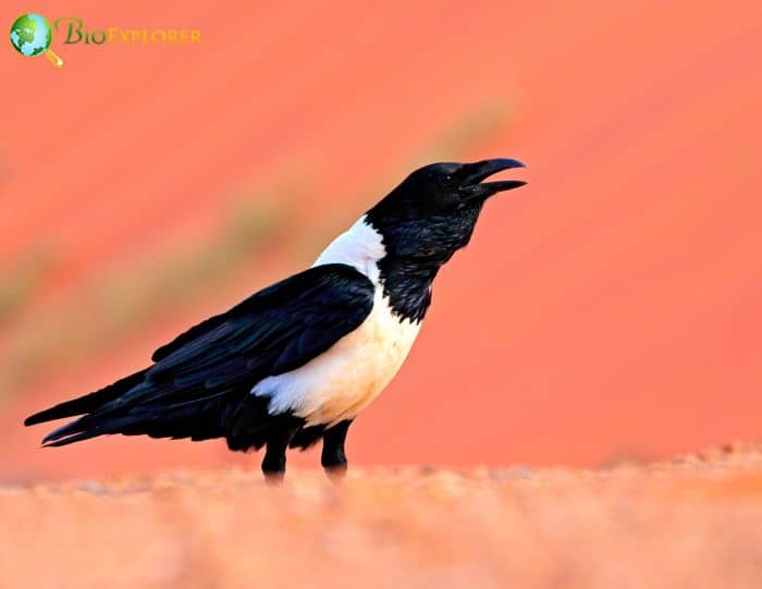are there pied crows in the us? are there pied crows in the us?
