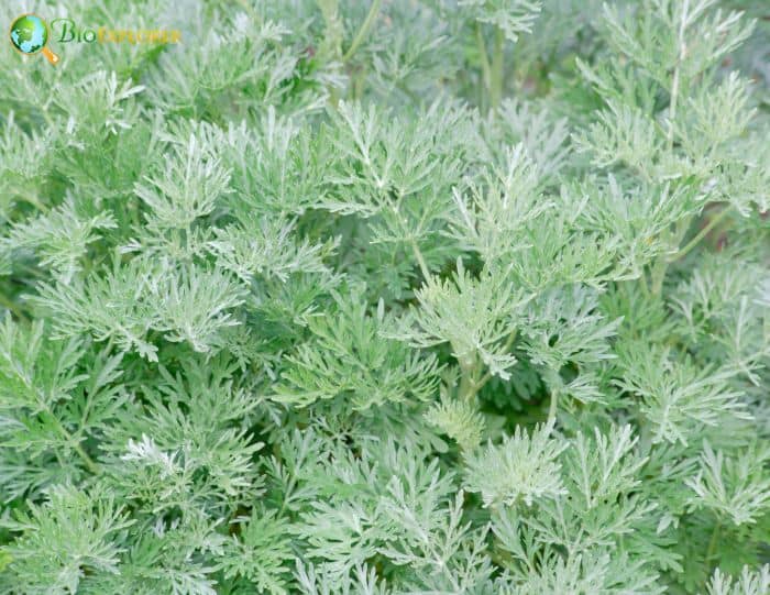 White Wormwood Flower Artemisia Herba Alba Desert Flower BioExplorer