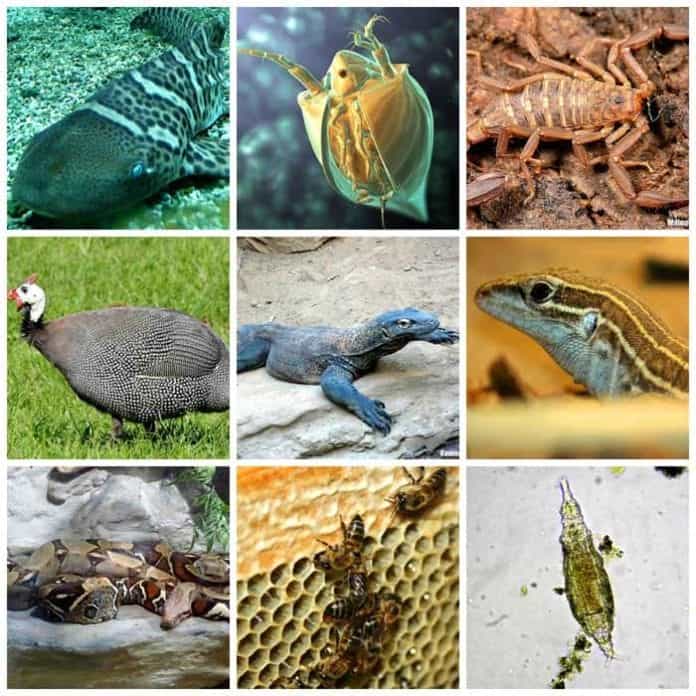 Types Of Asexual Reproduction In Animals