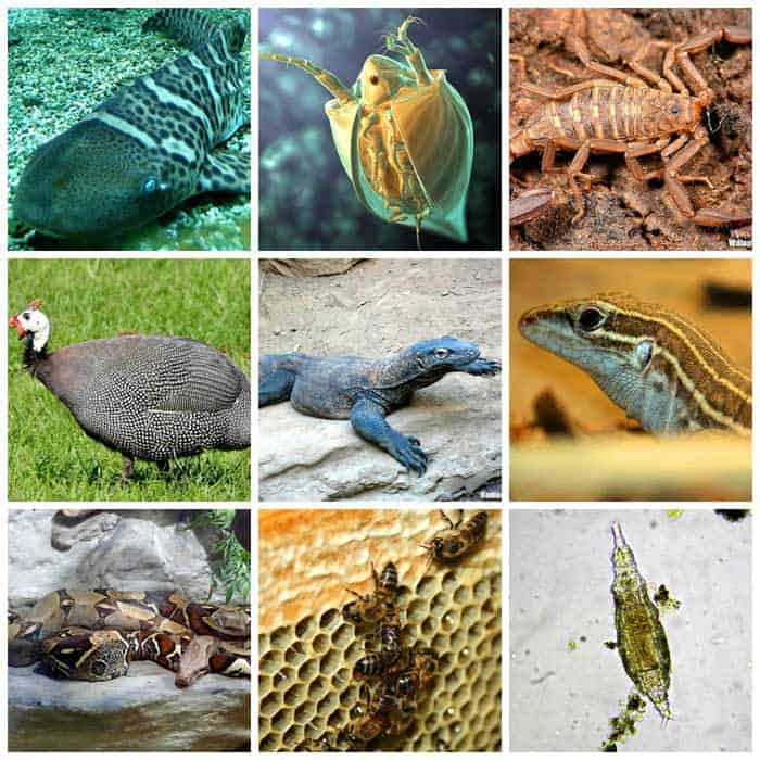 Asexual Reproduction In Animals | Top 10 Virgin Births | BioExplorer