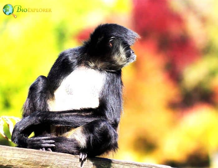 Ateles Belzebuth Ateles Belzebuth