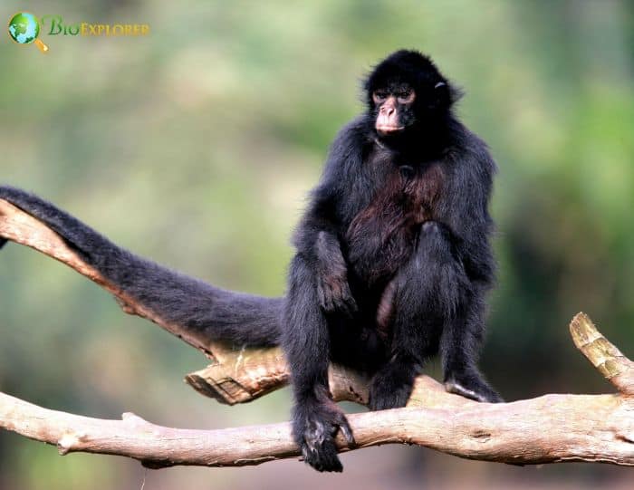 Ateles Chamek Ateles Chamek