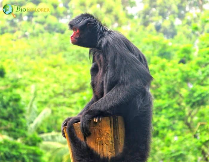 Ateles Fusciceps Ateles Fusciceps