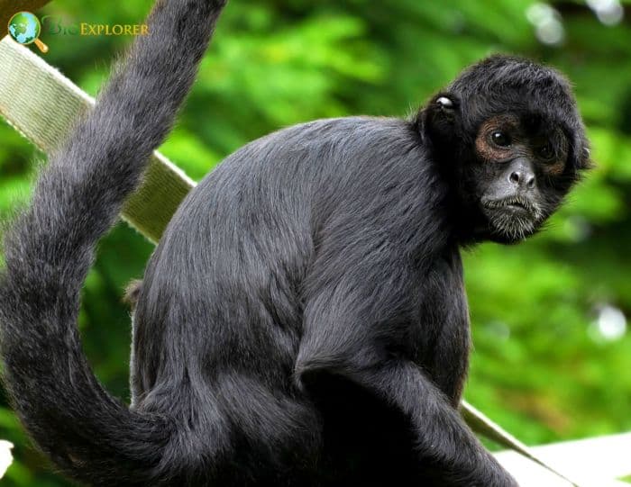 Ateles Paniscus Ateles Paniscus