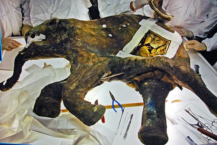 Baby Woolly Mammoth From Siberia Baby Woolly Mammoth From Siberia