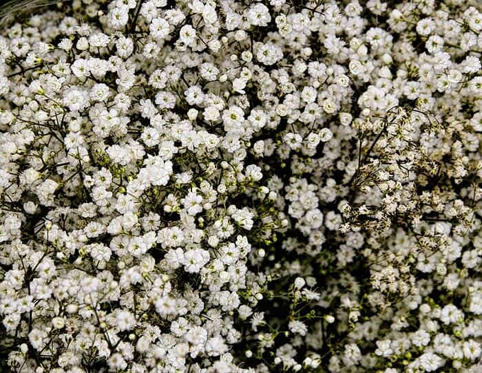 Baby's Breath Flower