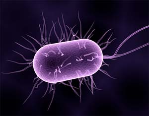 Bacteria Bacteria