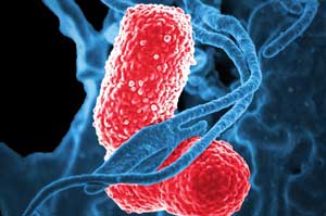 Bacteria Bacteria