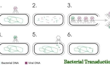 Bacterial Transduction