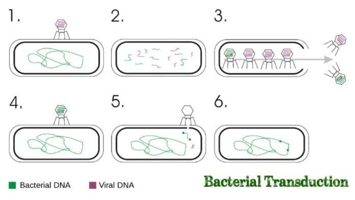 Bacterial Transduction Bacterial Transduction