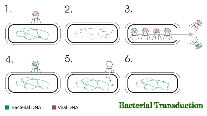 Bacterial Transduction Definition Discovery Types - 