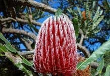 banksia flower