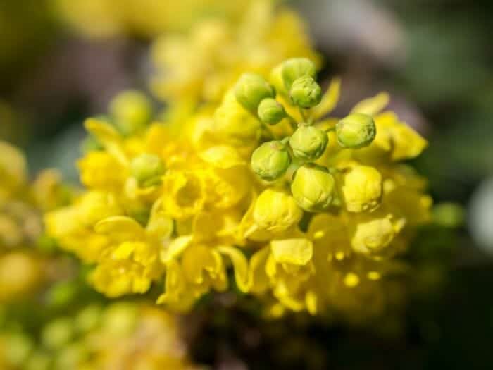 Barberry Blooms