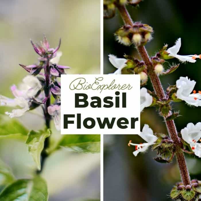 Basil