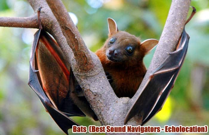 Top 11 Animals With Best Sensors (See, Hear, Smell, Taste & Feel) Top 11 Animals With Best Sensors (See, Hear, Smell, Taste & Feel)