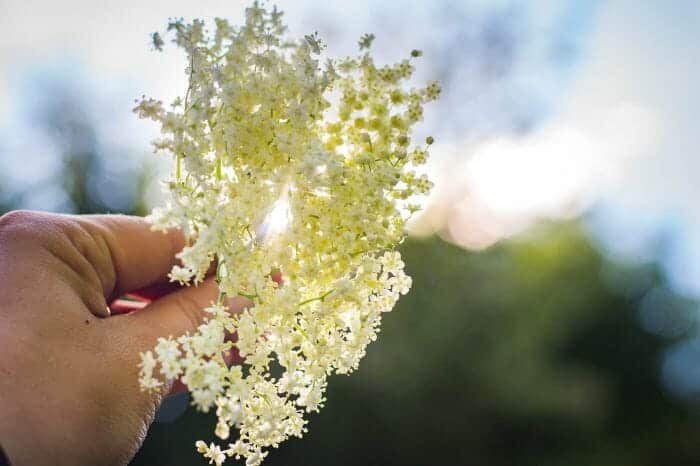 Beautiful Elderflower