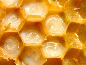 bee eggs bee eggs