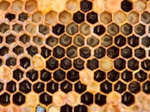 Bee Larva Bee Larva