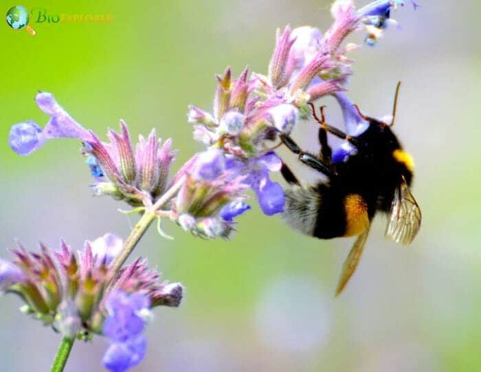 Bee On Catmint Flowers