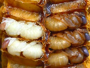 bee pupa bee pupa