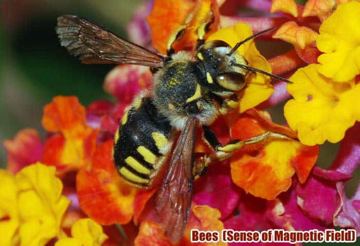 Top 11 Animals With Best Sensors (See, Hear, Smell, Taste & Feel) Top 11 Animals With Best Sensors (See, Hear, Smell, Taste & Feel)