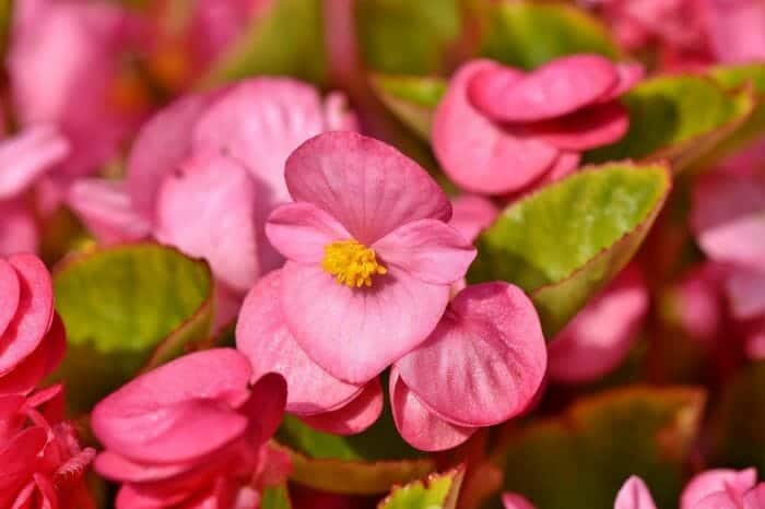 Begonia Flower