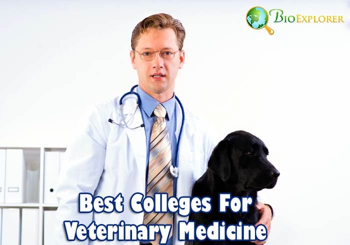 Top 10 Best Universities For Veterinarian | Biology Explorer Top 10 Best Universities For Veterinarian | Biology Explorer
