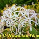 Best Hawaiian Flowers