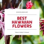 Best Hawaiian Flowers