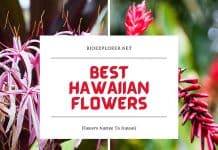 Best Hawaiian Flowers