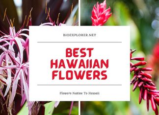 Best Hawaiian Flowers