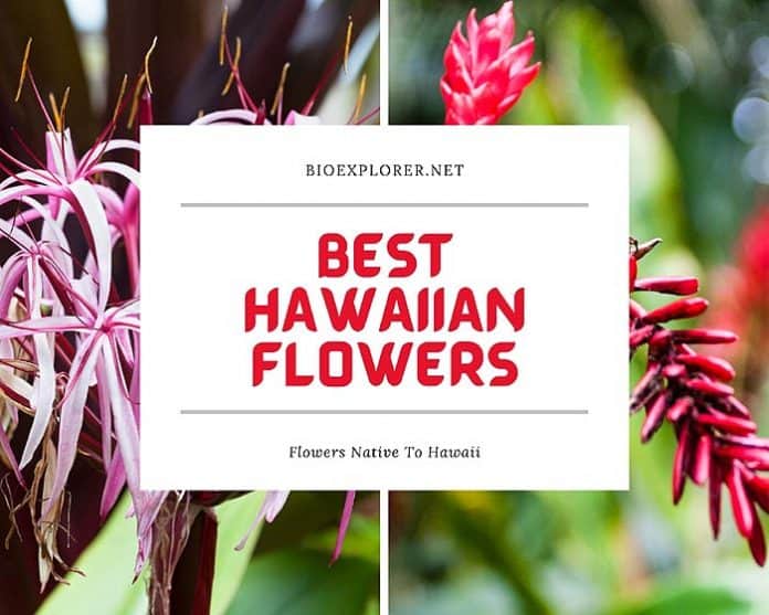 Best Hawaiian Flowers Best Hawaiian Flowers