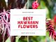 Best Hawaiian Flowers