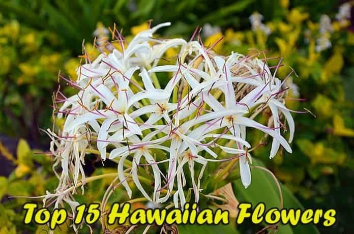Best Hawaiian Flowers Best Hawaiian Flowers