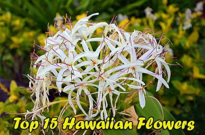 Featured image of post Hawaiian Flowers Images