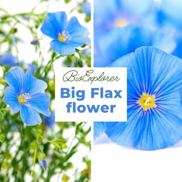 Big Flax