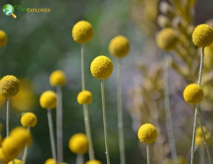 Billy Button Flowers
