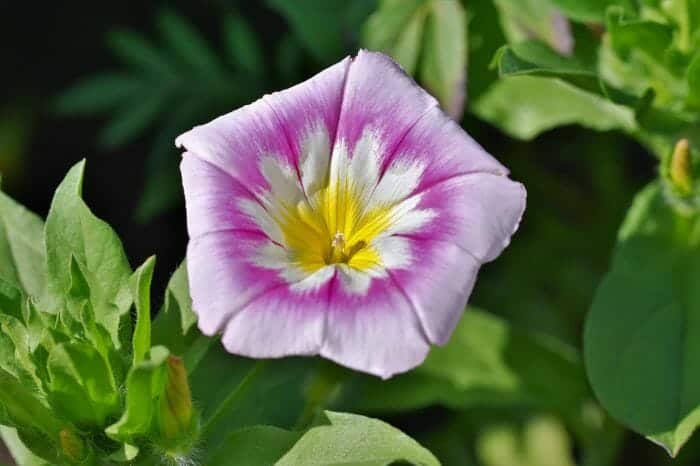 Bindweed Flower