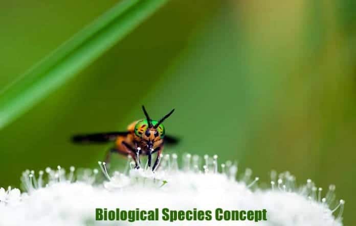 Biological Species Concept Biological Species Concept