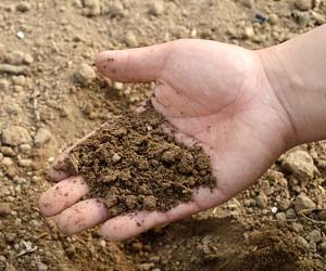 Biomass Fertilizer Biomass Fertilizer