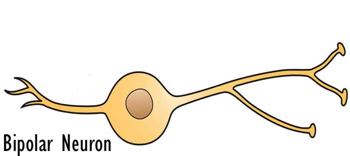 Bipolar Neuron Bipolar Neuron