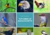 Birds of Massachusetts