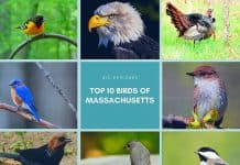 Birds of Massachusetts