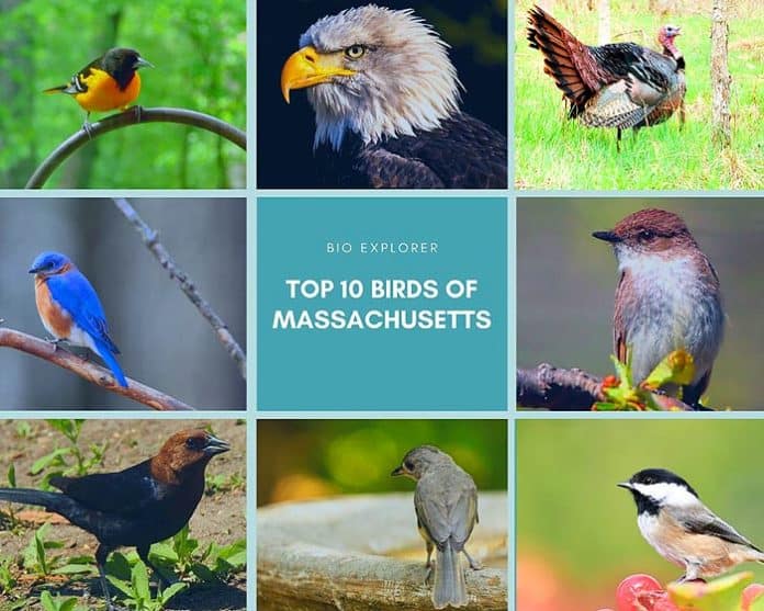 Birds of Massachusetts Birds of Massachusetts