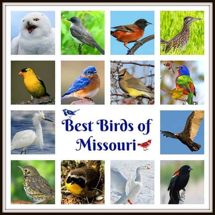 Birds of Missouri Birds of Missouri